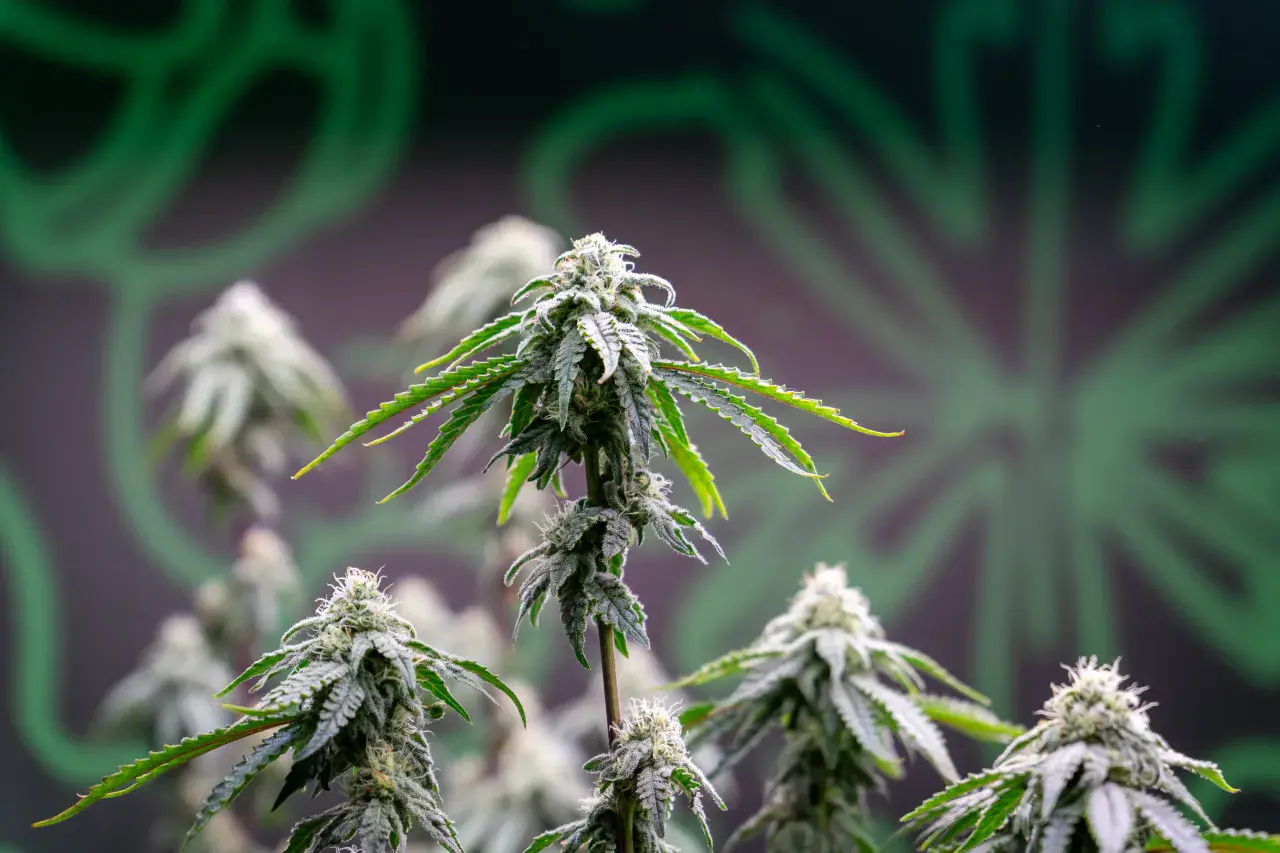 Alpha Metallurgical Resources Insider Buy Signals Confidence After Share Price Declines