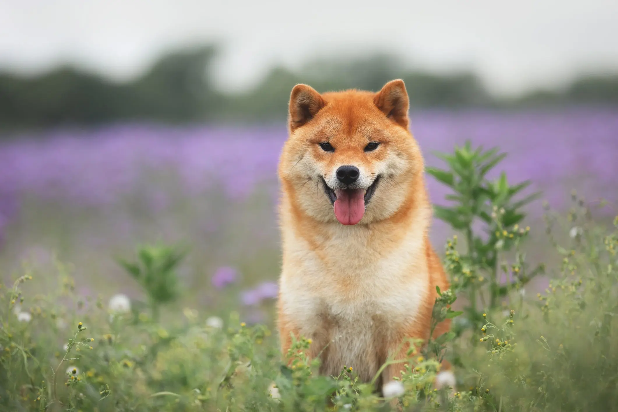 Shiba Inu 10%+ Surge: Should Investors Leg Into SHIB?