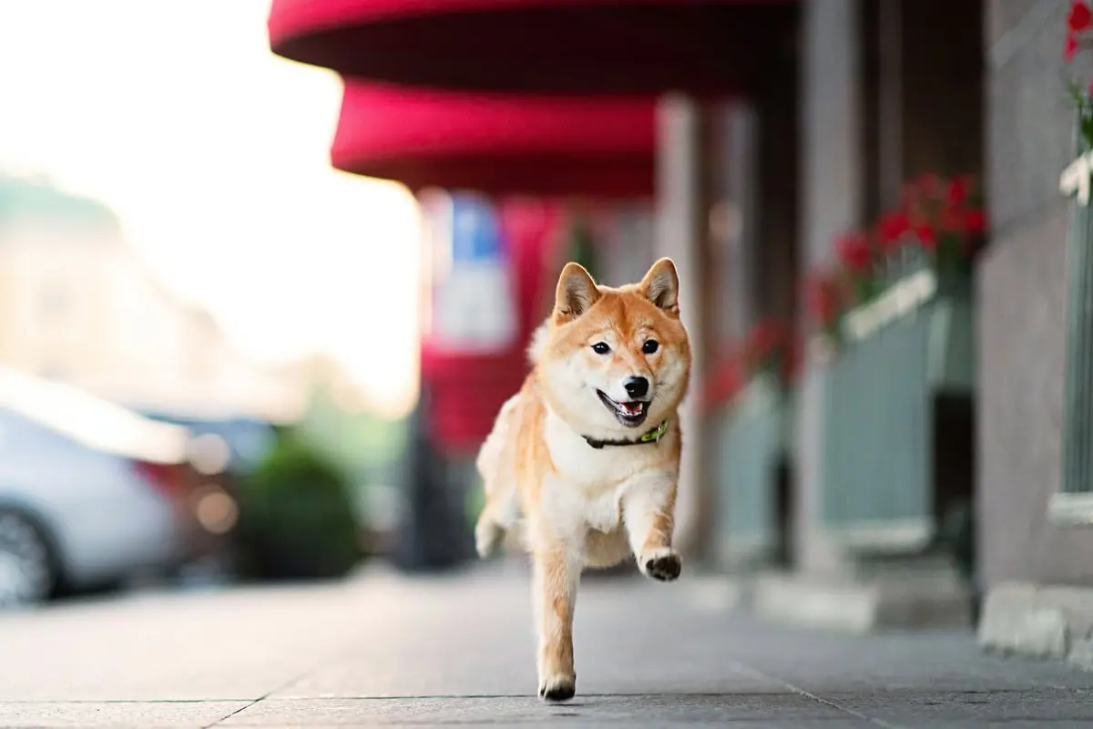 Why Shiba Inu Is Not a Sound Crypto Investment: Risks of Meme Coins